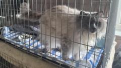 Rescue centre says cats will die due to lack of space