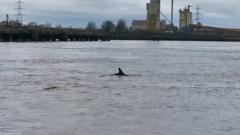 Dolphin pod spotted in the River Thames