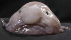 'World's ugliest animal' is New Zealand's fish of the year