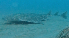 What Happens When You Encounter an Endangered Shark in the Bay?