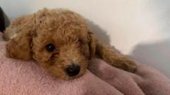 Dog owner claims groomer sliced pet's nipple and superglued it back together