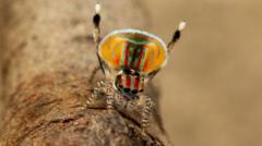 Could Dancing Spiders' DNA Unravel the Secrets of New Species Development?