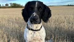 Police launch search for missing drug detection dog