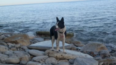 Dog remarkably survives 120ft fall, says coastguard