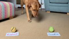 Pets predict England's opening World Cup result