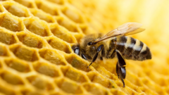 bee