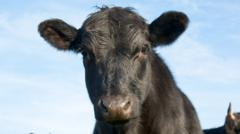 The cows wearing special collars to measure activity