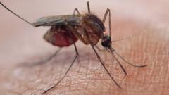 Mosquito