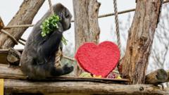 gorilla-next-to-heart-shaped-piñata.
