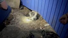 Spasen pas iz ruševina iz tornada