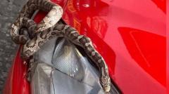 Snake takes surprise trip to seaside in car engine