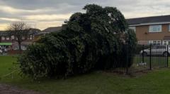 Man to face trial over chopped Christmas tree