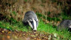 Collapsed badger sett under rail line halts trains