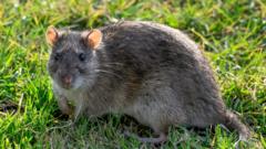 Tens of thousands of rodent reports plague NI