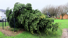 Villagers try to put felled Christmas tree back up