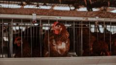 Avian flu restrictions come into effect in NI