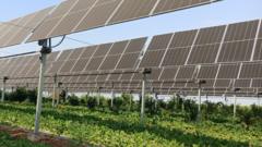 Can Farming Thrive Under Solar Panels?