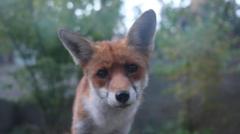 Hackney resident's fox rescue sparks unusual bond