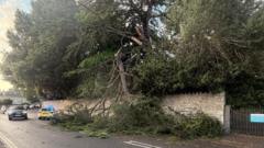 Dog walker's near miss as branch falls from tree