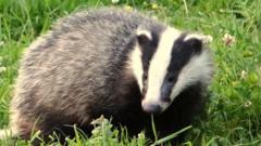 Badger culling to end in England within five years