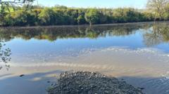 No evidence of fish deaths after river tributary is polluted