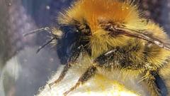 Cornwall coast becomes haven for rare bumblebee