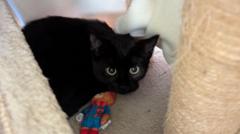 Pregnant kitten found abandoned in plastic box