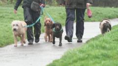 Dog licences explored to tackle ownership issues