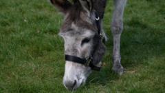 Donkeys help Camden school with biodiversity