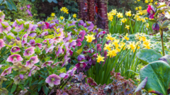 Where to see spring flowers in the West Midlands