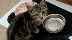 Purr-fect ending for kitten rescued from car engine