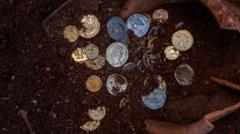 The hedge that hid 3,000 ancient silver coins