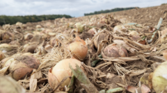 Farmer fears onion shortage unless retailers adapt