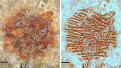 temuan-sidik-jari-purba-jadi-bukti-neanderthal-membuat-karya-seni