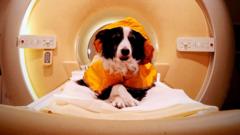 We should smile at our dogs - a new scientific study reveals why