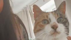 Cat returns home after 10-year 'adventure'