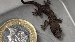 Gecko pictured next to pound coin