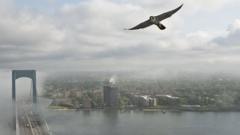 Peregrine falcon flying in New York