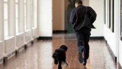 US President Barack Obama runs down a corridor with the family's new dog, Bo, a six-month old Portuguese water dog, in the White House in Washington, DC.