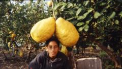 Giant Lemons