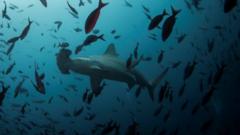 Sharks swim off the Galapagos Islands