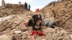 Colin, a search and rescue border collie, sits in rubble in the High Atlas Mountains