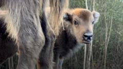 Prva beba bizon rođena u britanskoj šumi posle više hiljada godina