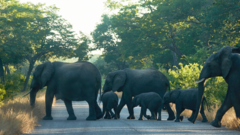 Elephants cross a road early morning, outside the Hwange National Park, Hwange, Zimbabwe - May 2022