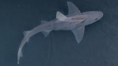 'Quite a surprise' to spot 4ft shark swimming in river