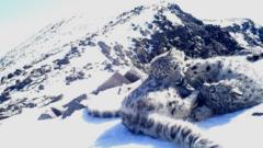 Snow leopard cubs at Altaisky nature reserve in Russia