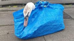 Swan rescued from supermarket roof in Ikea bag