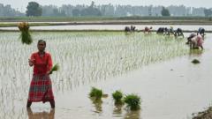 Des personnes plantent des jeunes plants de riz dans une rizière gorgée d'eau à Karnal, le 26 juin 2023.