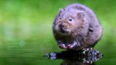 Water voles to benefit from £25m landscapes scheme