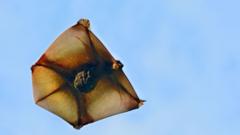 Colugo voando